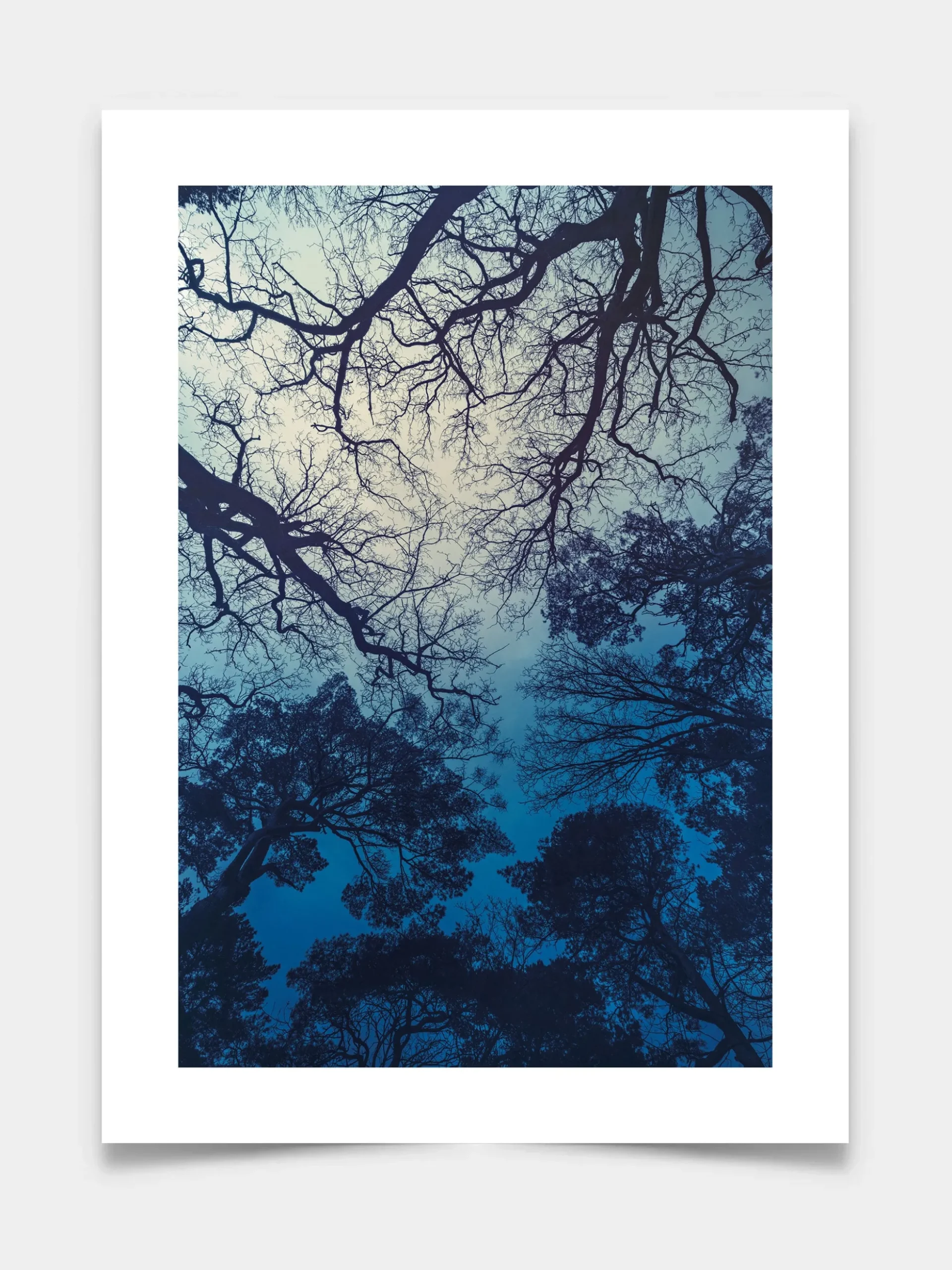 Blue Forest
