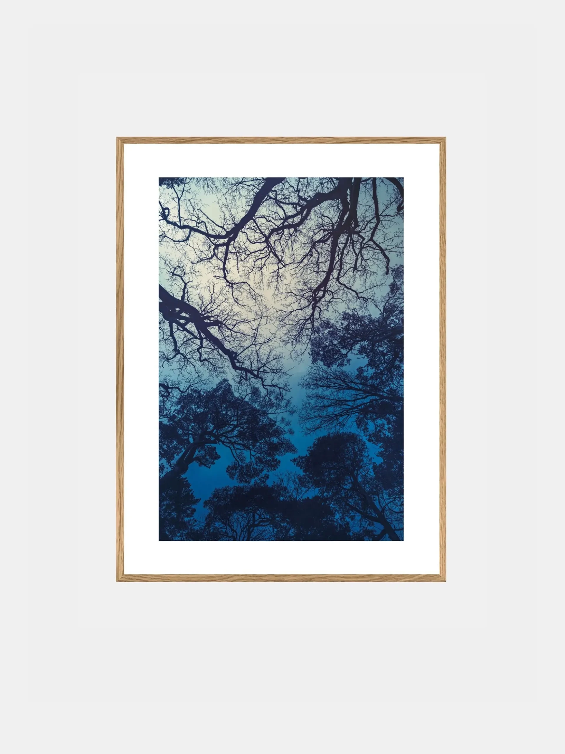 Blue Forest