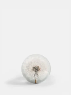 Botanical Paperweight - Dandelion - Small