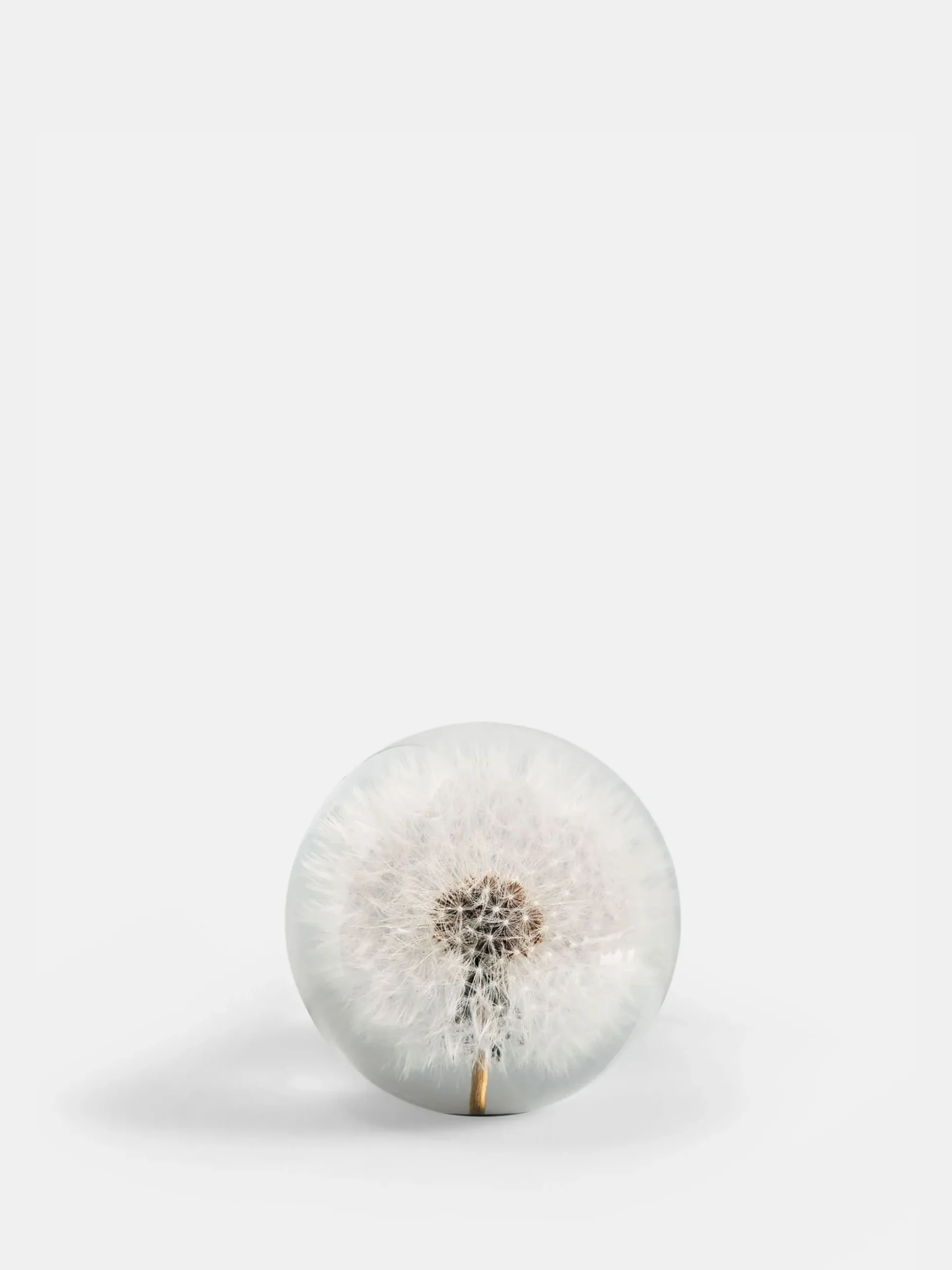 Botanical Paperweight - Dandelion - Small