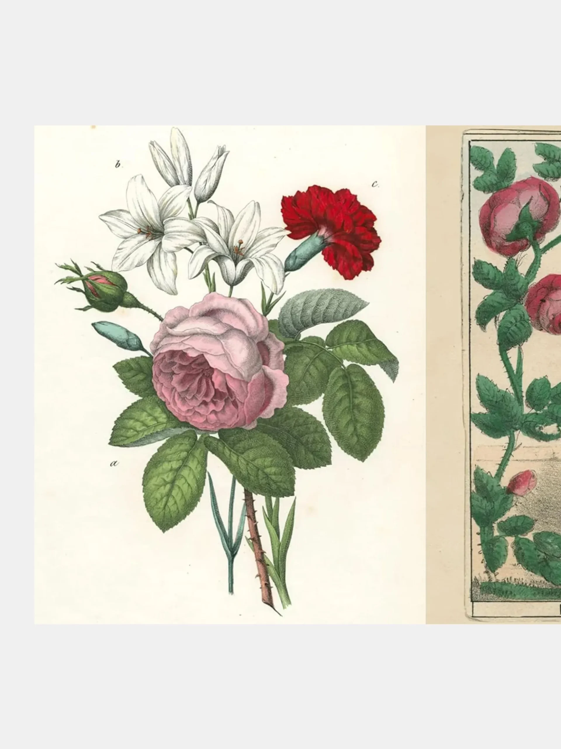 John Derian Picture Book II