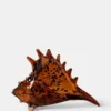 Leopard Shell - Small
