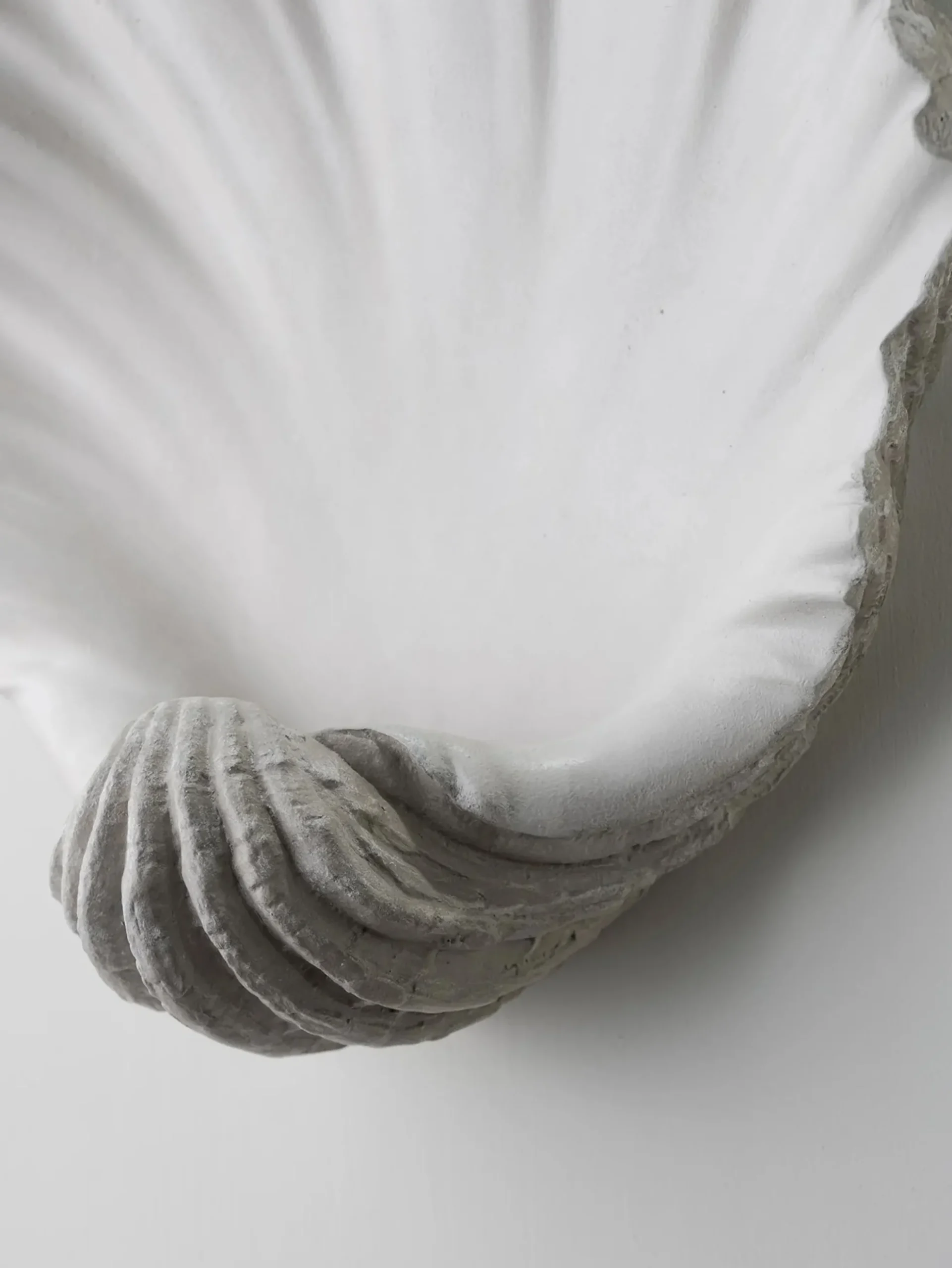 Scallop Shell Wall Light