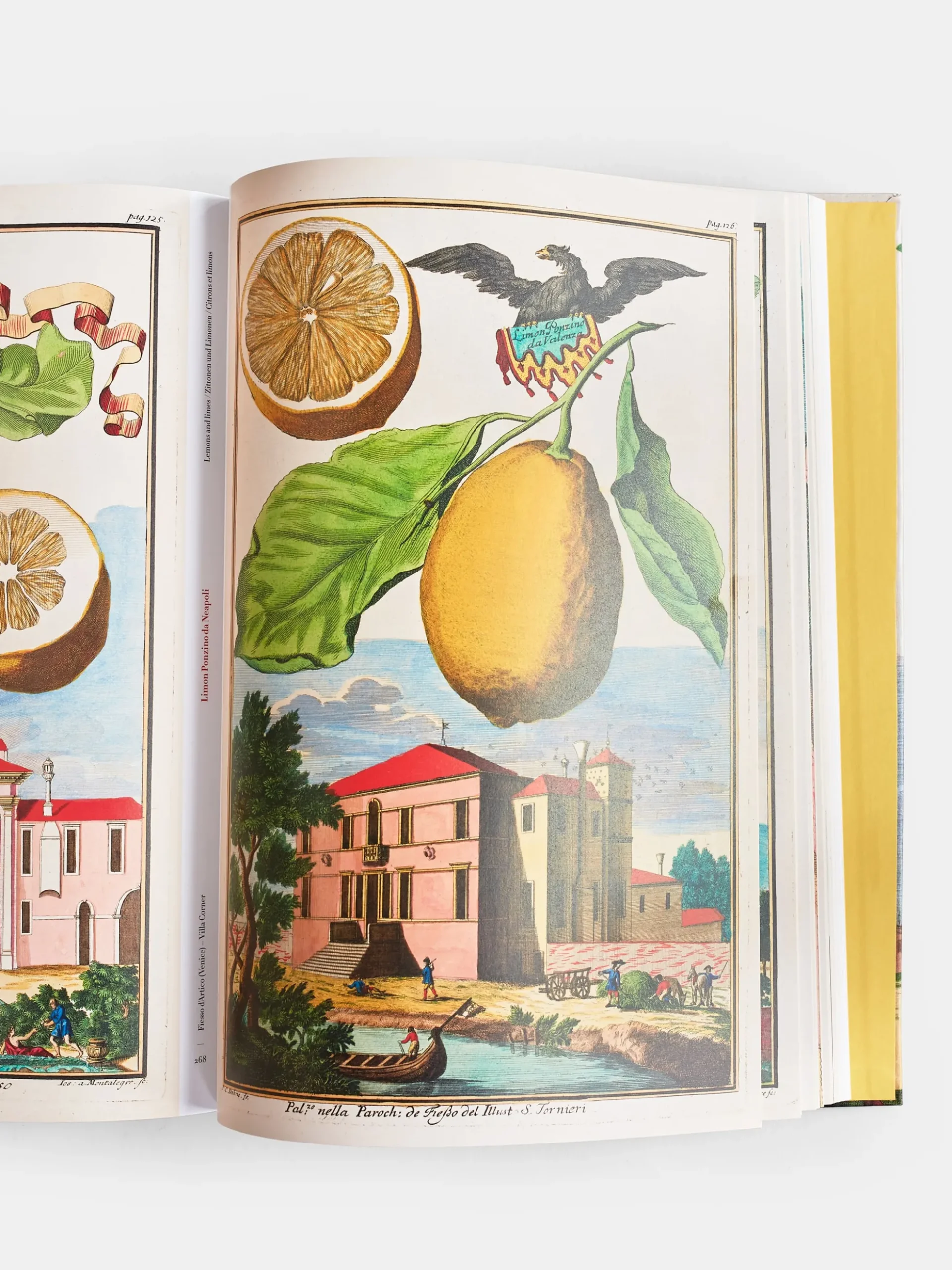 The Book of Citrus Fruits
